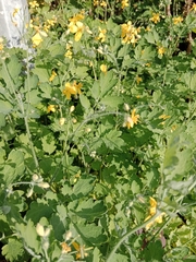 Chelidonium majus