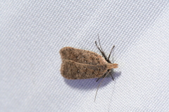 Dichomeris ventrellus