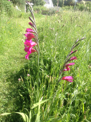 Gladiolus communis