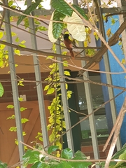 Terpsiphone viridis granti