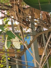 Terpsiphone viridis granti