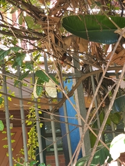 Terpsiphone viridis granti