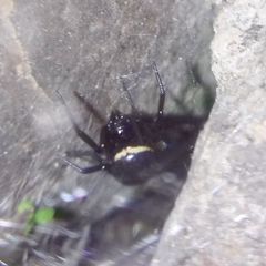 Steatoda paykulliana
