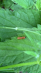 Denticollis linearis