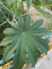 Ricinus communis