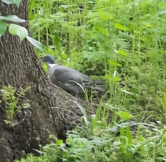 Columba palumbus