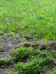 Columba palumbus