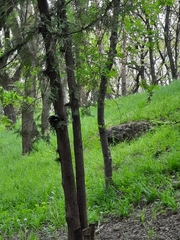 Dendrocopos syriacus