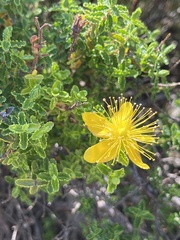 Hypericum balearicum
