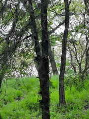 Dendrocopos syriacus