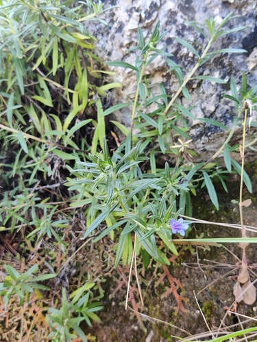 Image of Rosemary-Leaved Gromwell (Glandora rosmarinifolia) by (c) Riccardo Rocca, some rights reserved (CC BY)