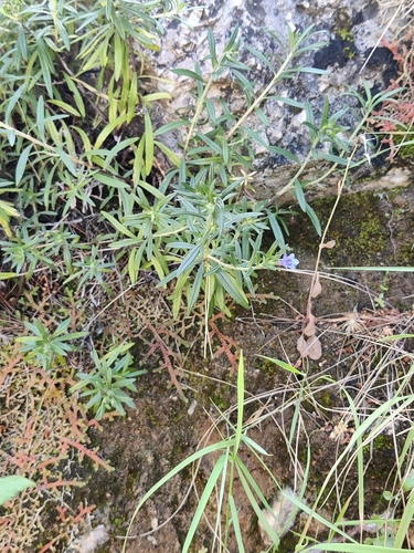 Image of Rosemary-Leaved Gromwell (Glandora rosmarinifolia) by (c) Riccardo Rocca, some rights reserved (CC BY)
