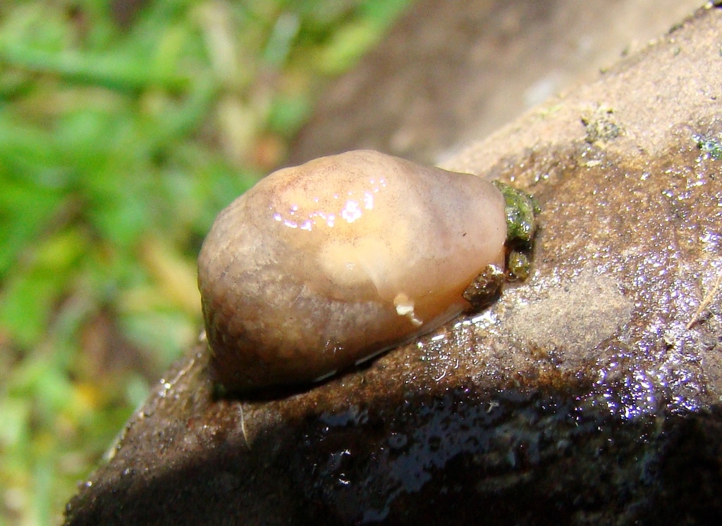 Milky Slug from Featherston on May 24, 2015 by Lisa Under a