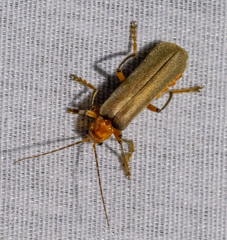 Pacificanthia consors