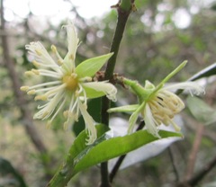 Cassipourea gummiflua