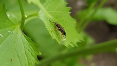 Cratichneumon flavifrons