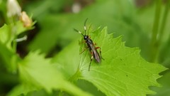 Cratichneumon flavifrons