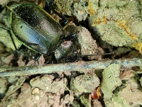 Calosoma inquisitor
