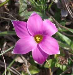 Romulea autumnalis