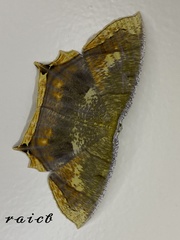 Thinopteryx nebulosa