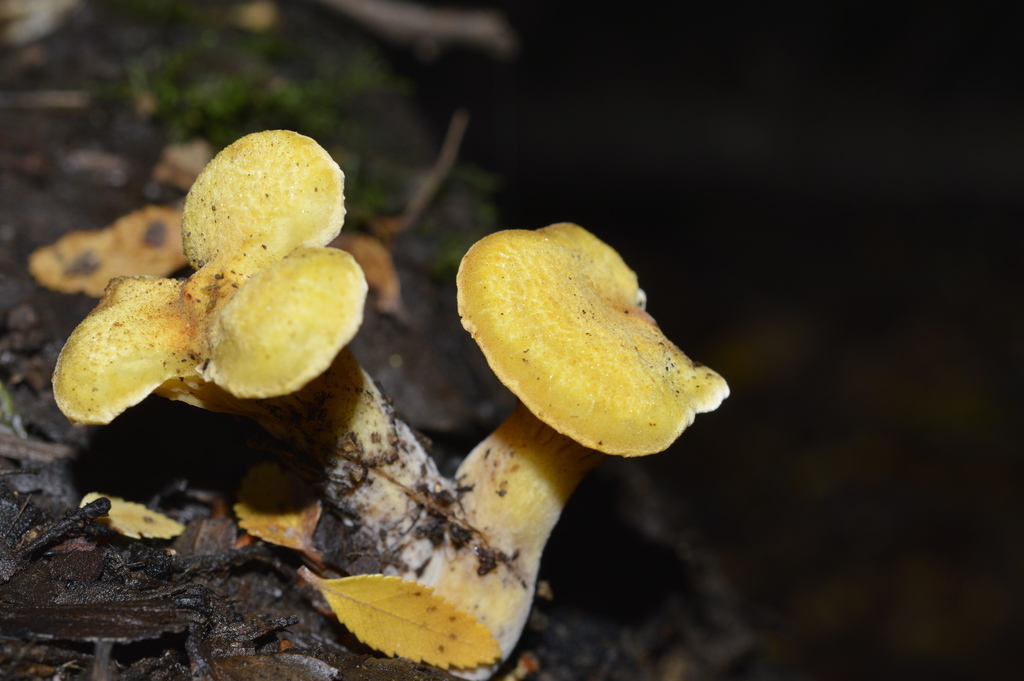 Austropaxillus infundibuliformis