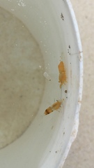 Hippolyte coerulescens