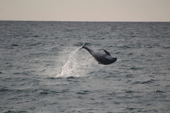 Lagenorhynchus albirostris