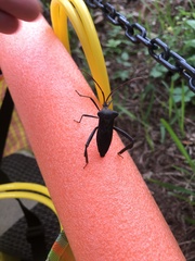 Acanthocephala alata