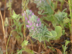 Ononis alopecuroides