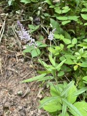 Orbexilum pedunculatum