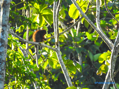 Plecturocebus discolor