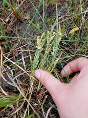 Carex garberi