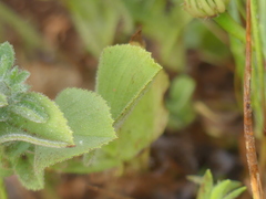 Ononis alopecuroides