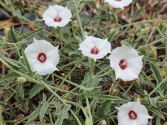 Convolvulus equitans