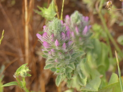 Ononis alopecuroides