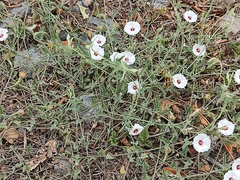 Convolvulus equitans