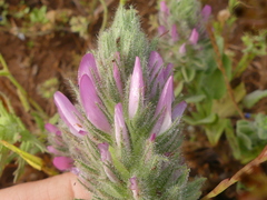 Ononis alopecuroides