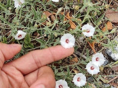 Convolvulus equitans