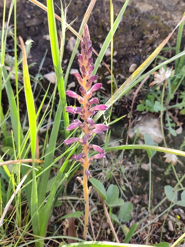 Image of Phelipanche lavandulacea by (c) Riccardo Rocca, some rights reserved (CC BY)