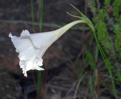 Gladiolus albens