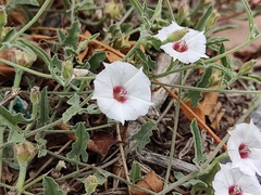 Convolvulus equitans