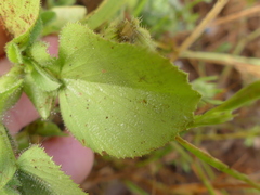 Ononis alopecuroides