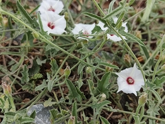 Convolvulus equitans