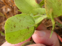 Ononis alopecuroides