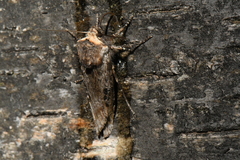 Xylena thoracica