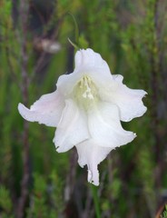 Gladiolus albens