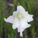 Gladiolus albens - Photo (c) Craig Peter, algunos derechos reservados (CC BY-NC), subido por Craig Peter