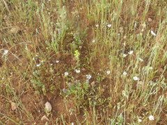 Ononis alopecuroides