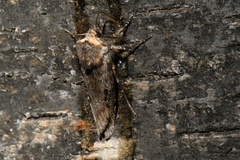 Xylena thoracica