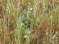 Ononis alopecuroides